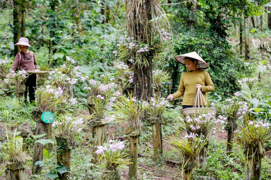 賀州市八步區:石斛花開值“千金”_fororder_圖片1