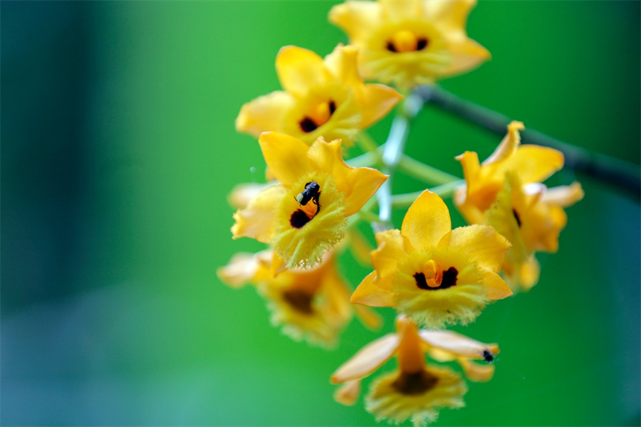 賀州市八步區:石斛花開值“千金”_fororder_圖片6