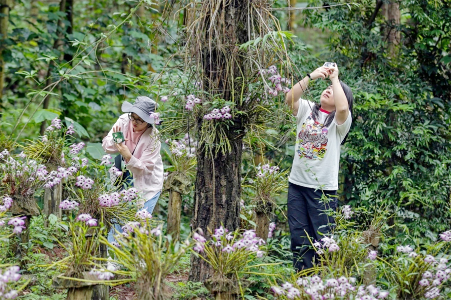 賀州市八步區:石斛花開值“千金”_fororder_圖片8