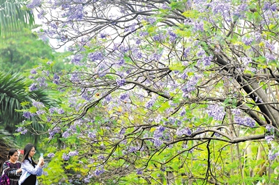 花楹夢幻藍