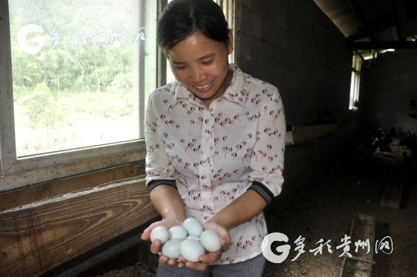（大扶贫）今年贵州生态家禽产业已实现产值36亿带动脱贫5.2万人