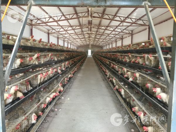 （大扶贫）今年贵州生态家禽产业已实现产值36亿带动脱贫5.2万人