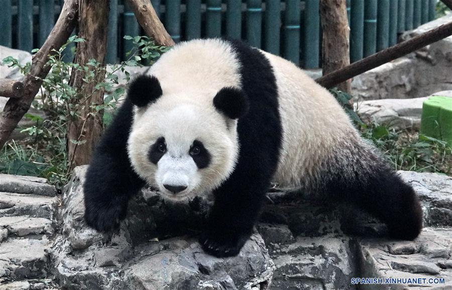 Pandas gigantes gemelos debutan en Beijing