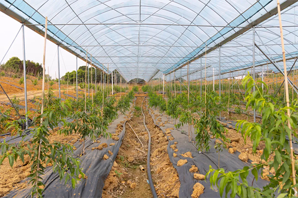 乡村振兴新力量丨盘活闲置资源 龙泉驿“盘”出个“桃花驿”_fororder_未标题-2