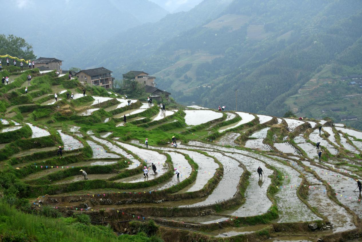 桂林龙胜：龙脊梯田“闹”开耕_fororder_图片6