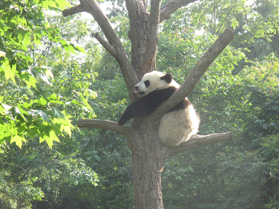 Panda base caps number of visitors during holiday