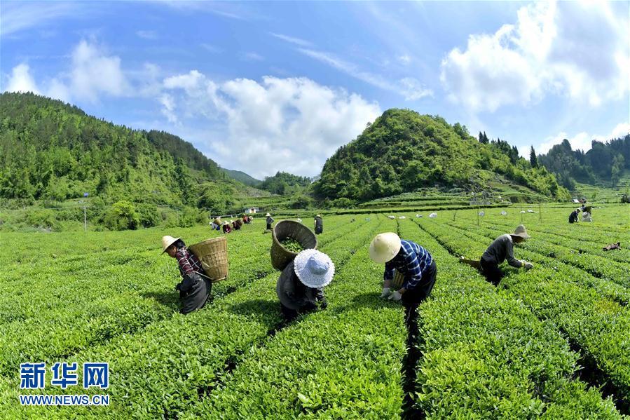 湖北宣恩：茶农“抱团”抢春茶