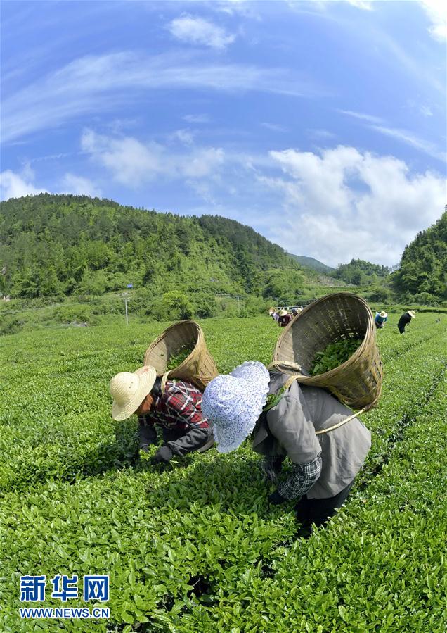 湖北宣恩：茶农“抱团”抢春茶