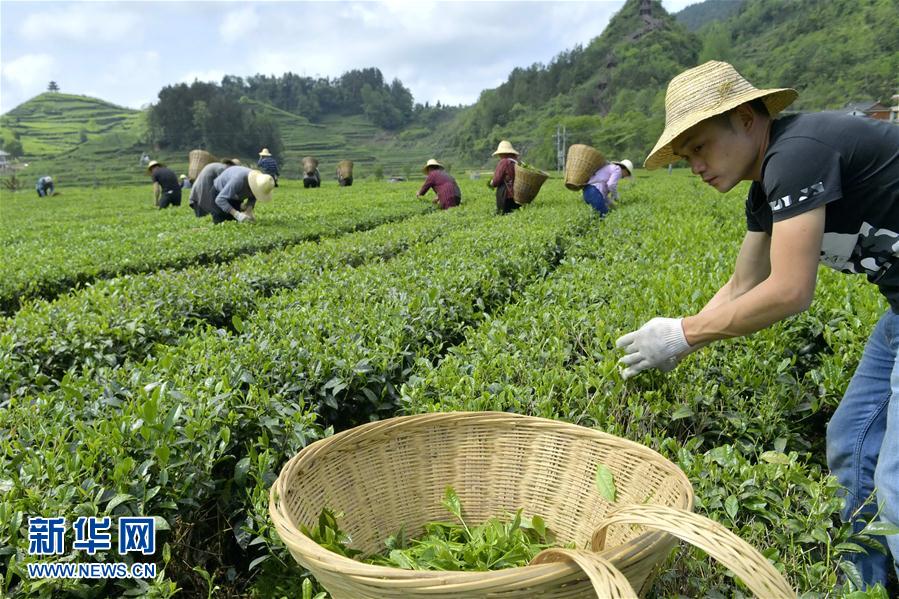 湖北宣恩：茶农“抱团”抢春茶