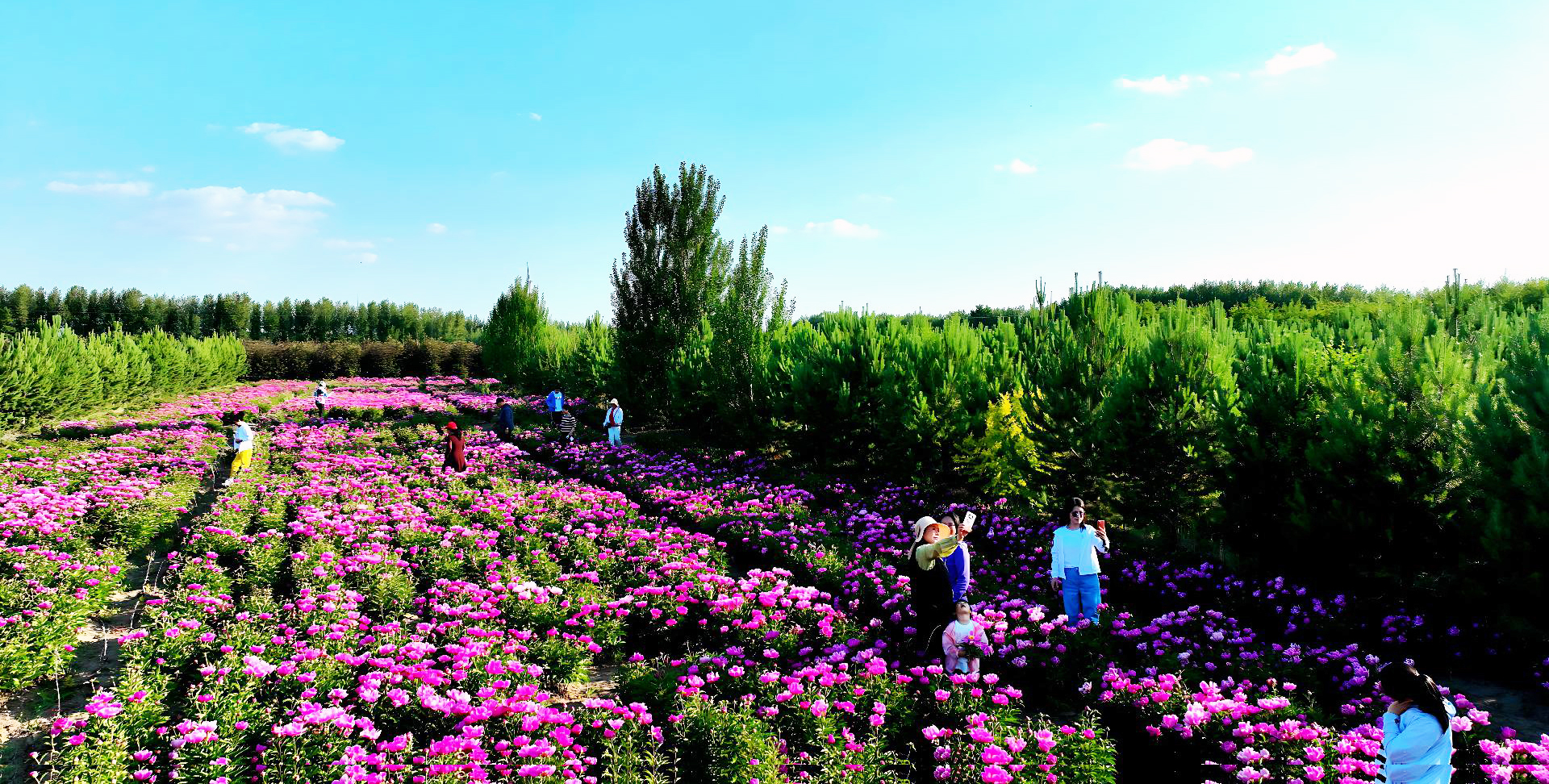 白城市：不负“芍”华  “药”你共赏