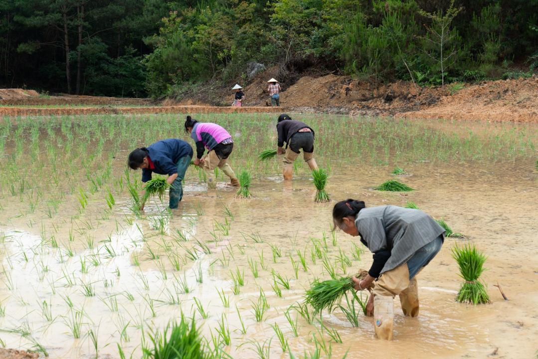 独山：旱地变水田，插秧正当时