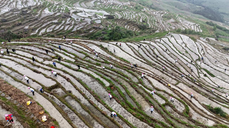 桂林龙胜：龙脊梯田“闹”开耕_fororder_图片1