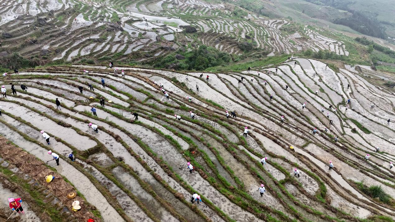 桂林龙胜：龙脊梯田“闹”开耕_fororder_图片1
