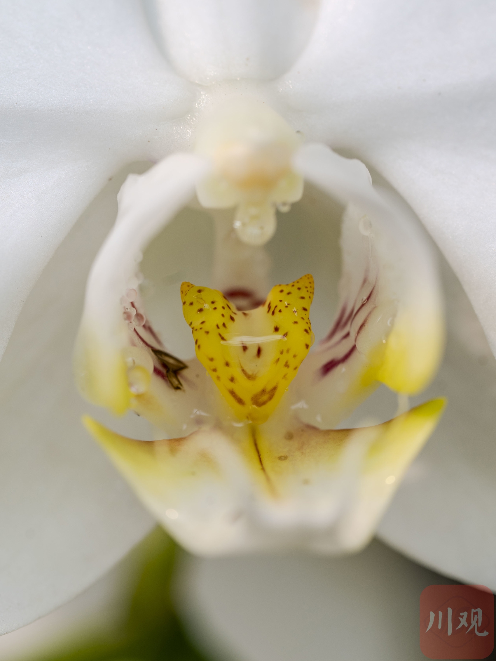 （转载）生如夏花 五彩斑斓 发现世园会繁花之美
