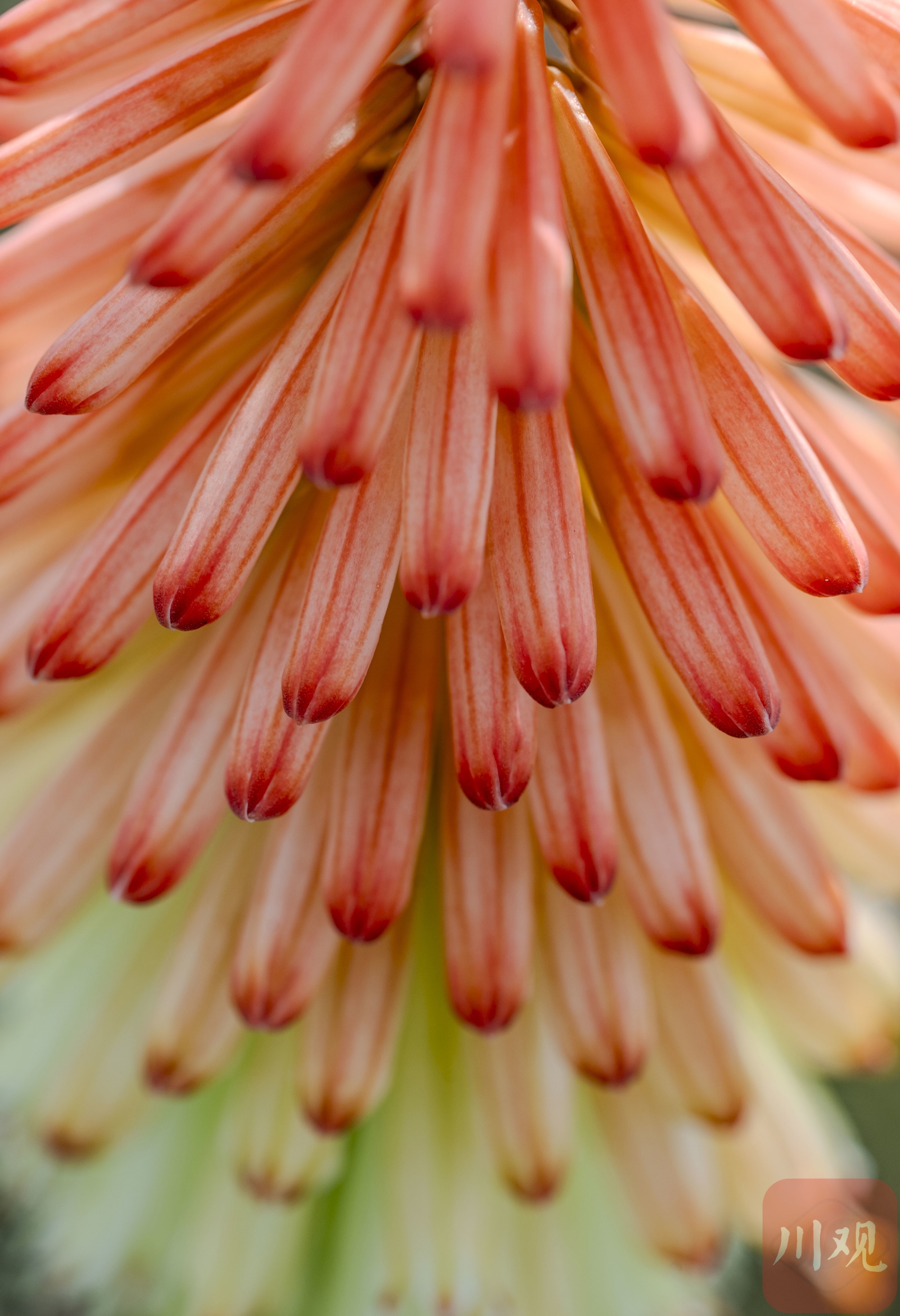 （转载）生如夏花 五彩斑斓 发现世园会繁花之美
