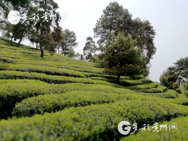 （黔茶貴水）貴茶作為唯一茶企將參加首屆中國自主品牌博覽會