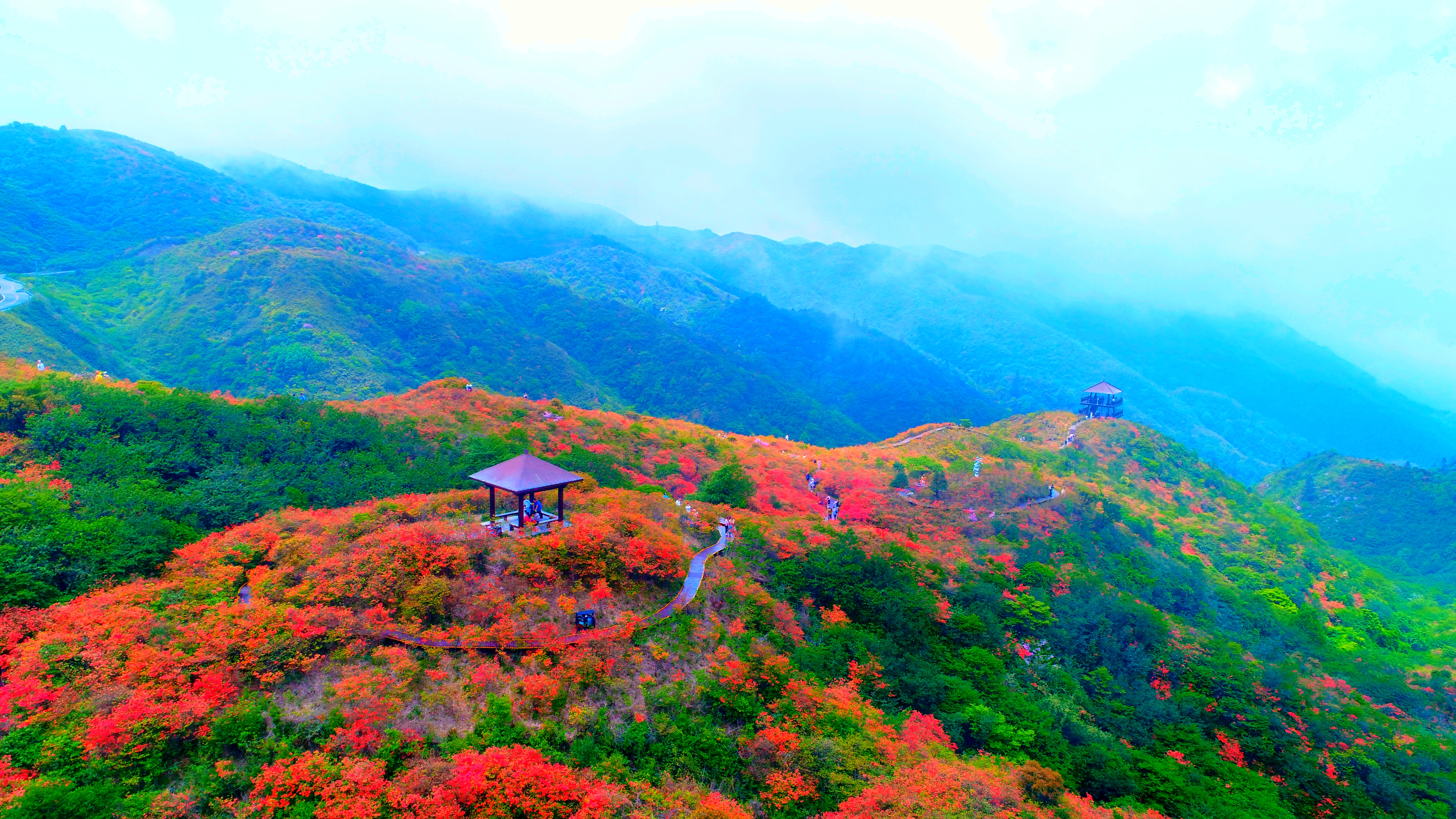 瀏陽大圍山杜鵑花盛放,吸引數萬遊客共賞花海盛宴_fororder_6