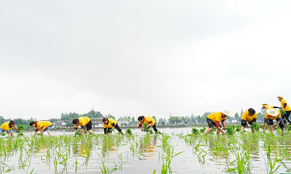 第九届成都“开秧门”农耕文化节在温江区举行_fororder_插秧现场-供图-成都市温江区委宣传部