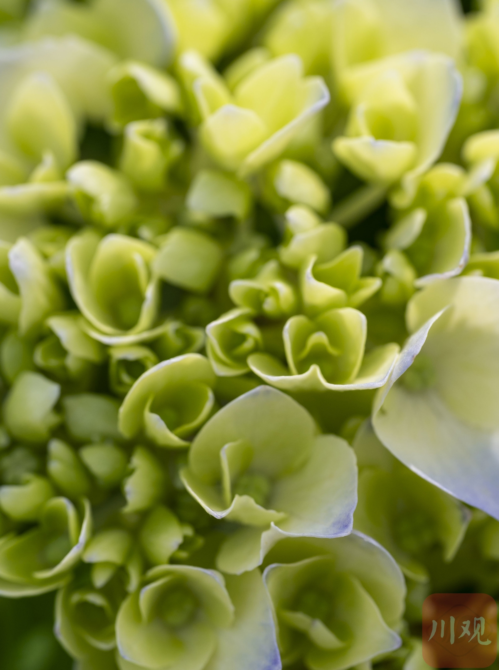 （转载）生如夏花 五彩斑斓 发现世园会繁花之美