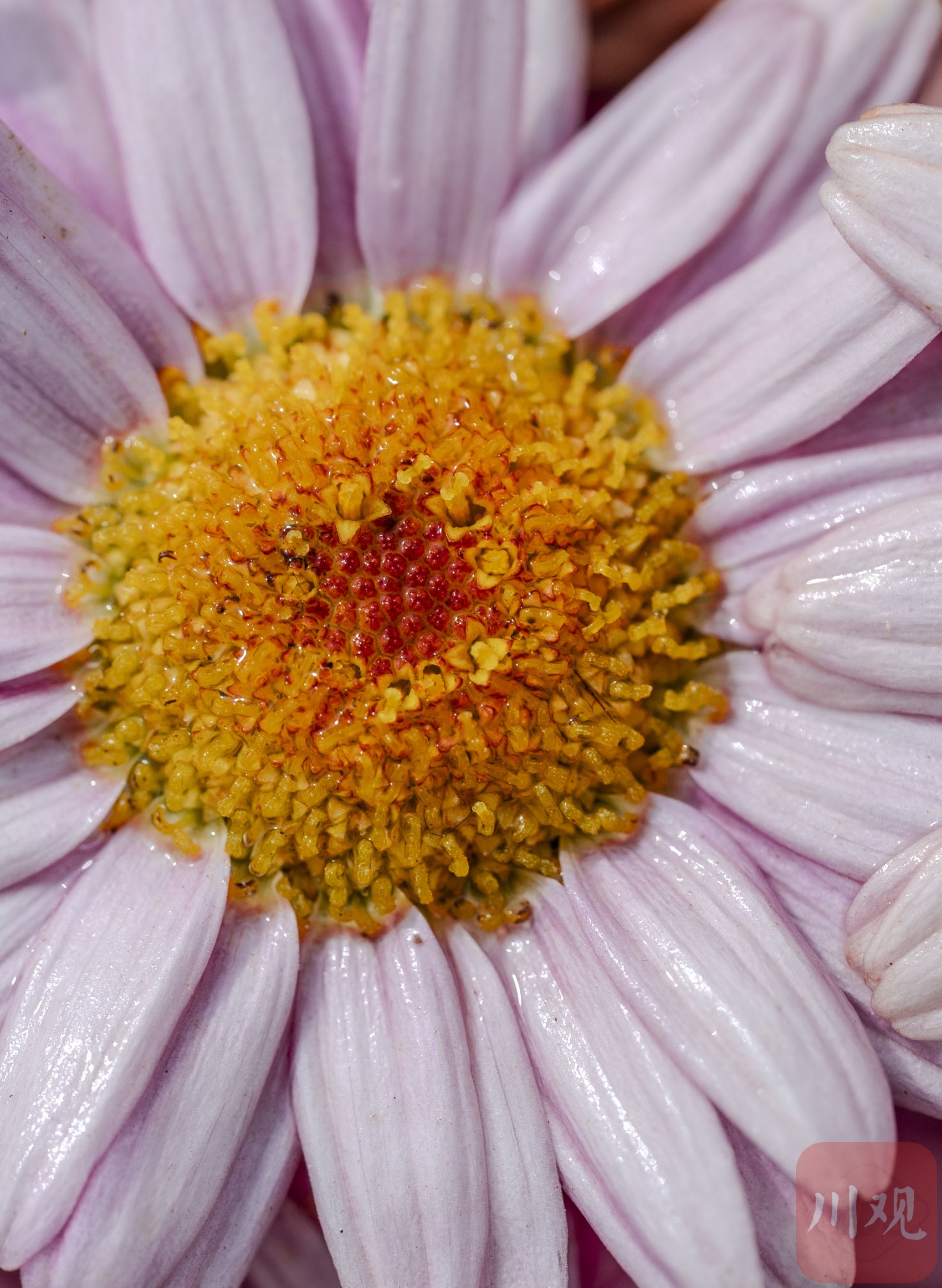 （转载）生如夏花 五彩斑斓 发现世园会繁花之美