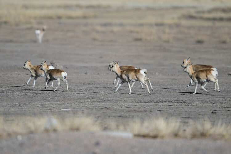 这是1月24日在青海省海北藏族自治州刚察县哈尔盖镇境内的草原上拍摄