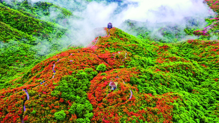 浏阳大围山杜鹃花盛放，吸引数万游客共赏花海盛宴_fororder_5