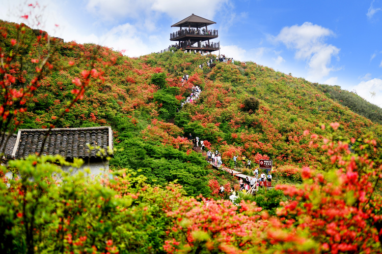 浏阳大围山杜鹃花盛放，吸引数万游客共赏花海盛宴_fororder_2