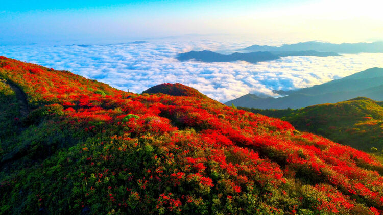 浏阳大围山杜鹃花盛放，吸引数万游客共赏花海盛宴_fororder_1