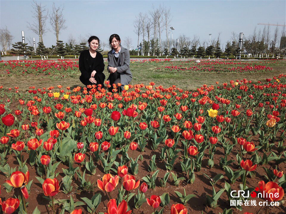 30万株郁金香绽放威海南海新区