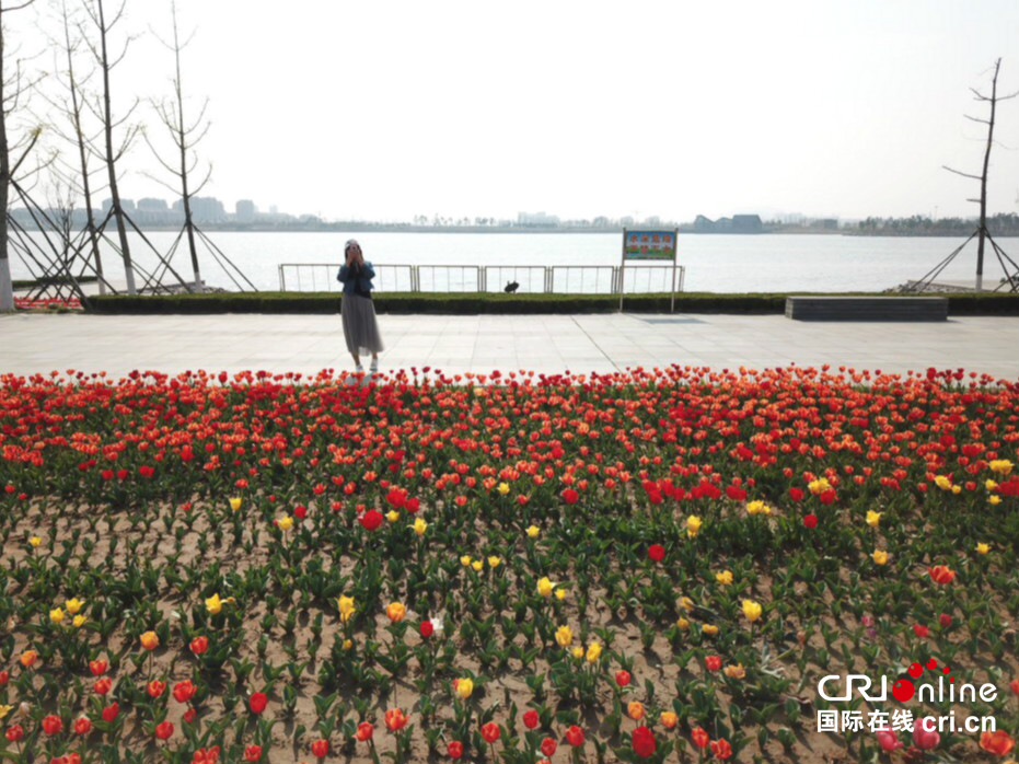 30万株郁金香绽放威海南海新区