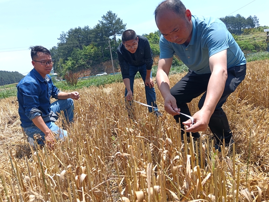 貴州惠水：4萬畝小麥預計5月底完成收割_fororder_技術人員測産 (2)
