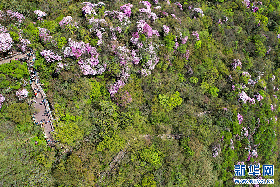 贵州梵净山：繁花似锦醉游人