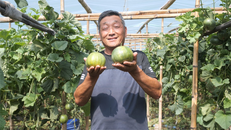 河北青縣： 特色果品迎來豐收季 熱銷市場助力鄉村振興_fororder_圖片 3