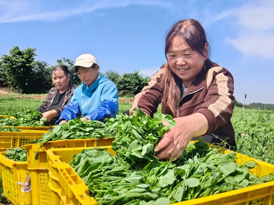 贵州威宁：300余亩豌豆尖喜获丰收_fororder_6月3日，务工群众采摘豌豆尖。（李玉琴 摄）1