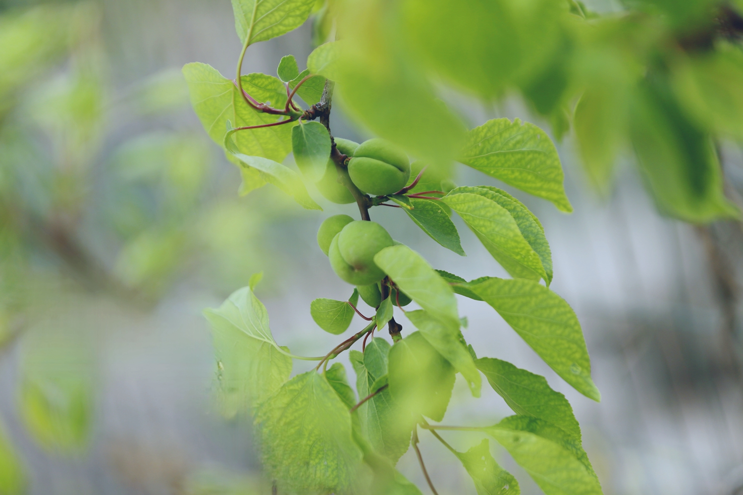 保定市满城区:花褪残红青杏小