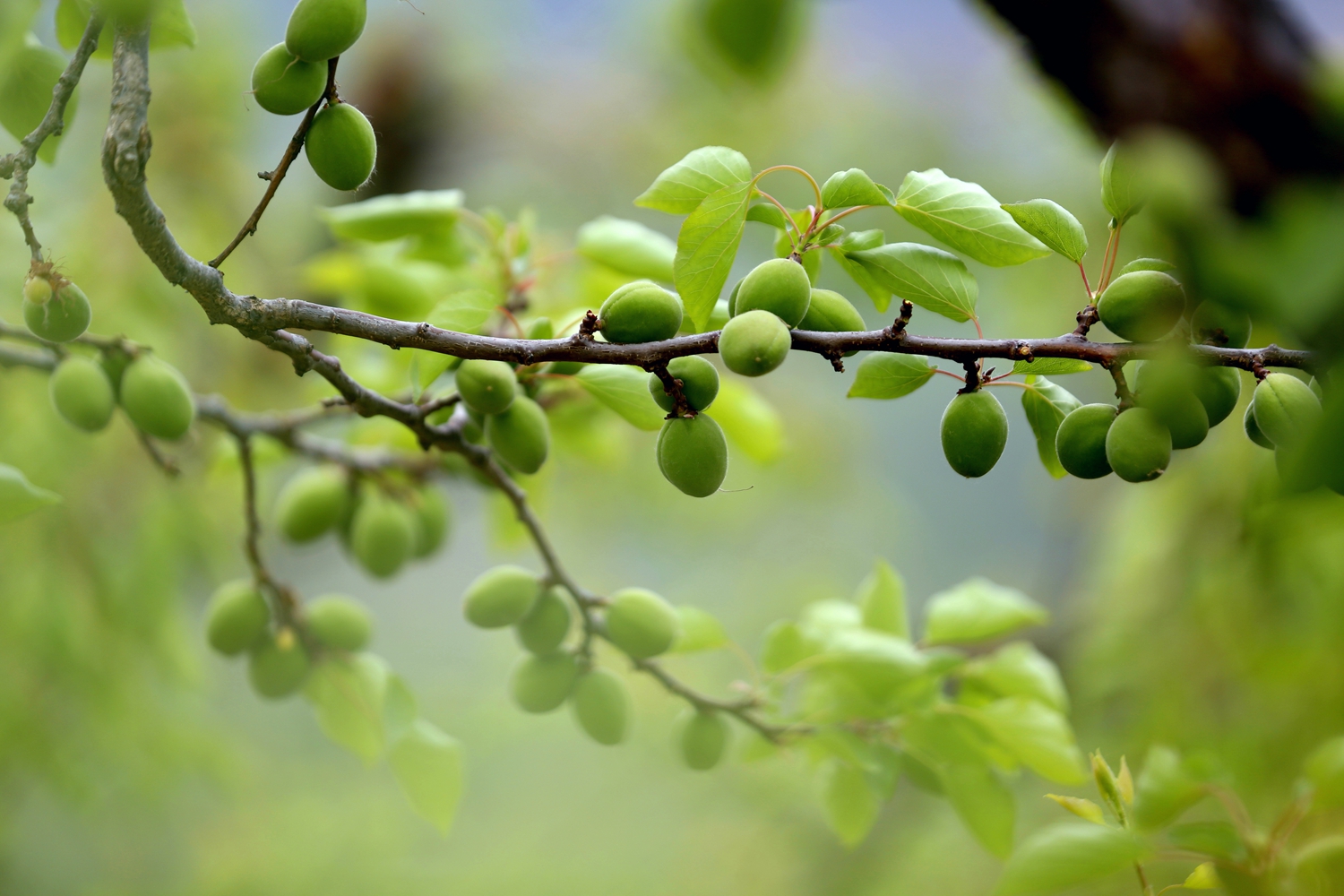 保定市满城区:花褪残红青杏小