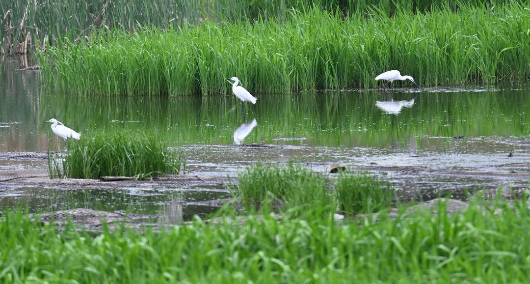 瀋陽：群鳥匯聚白沙河