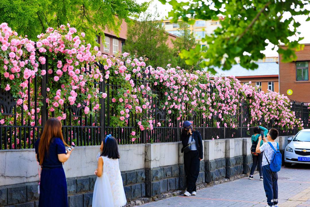 丹東：薔薇花滿墻，打卡正當時