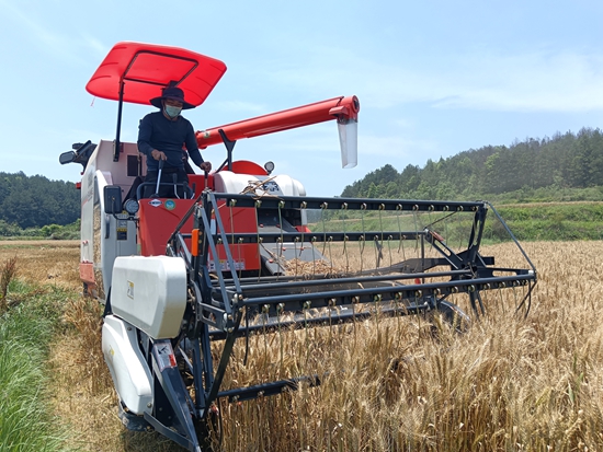 貴州惠水：4萬畝小麥預計5月底完成收割_fororder_收割機收割小麥 (2)