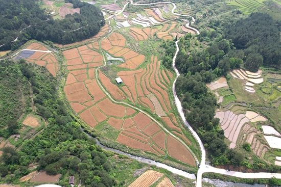 貴州惠水：4萬畝小麥預計5月底完成收割_fororder_惠水縣小麥豐收 (3)