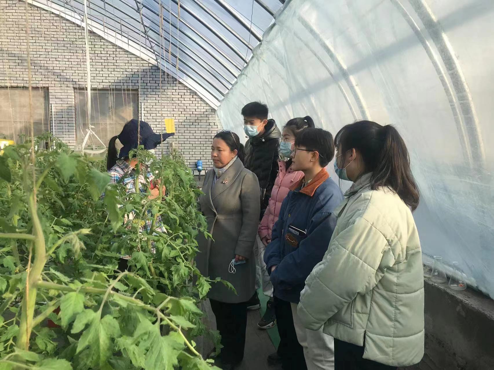 河北農業大學： 拓展“太行山道路” 農業創新驛站助力鄉村振興_fororder_高洪波教授對番茄品種和栽培生産問題進行現場教學