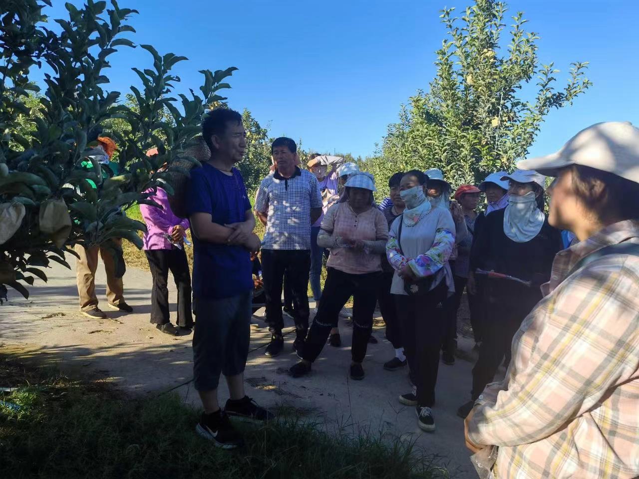 河北農業大學： 拓展“太行山道路” 農業創新驛站助力鄉村振興_fororder_邵建柱教授指導園區工人夏季修剪