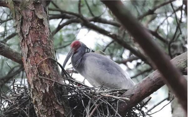 湖南現朱鹮穩定野外種群 南山國家公園崀山片區朱鹮家族已有約30隻成員_fororder_222