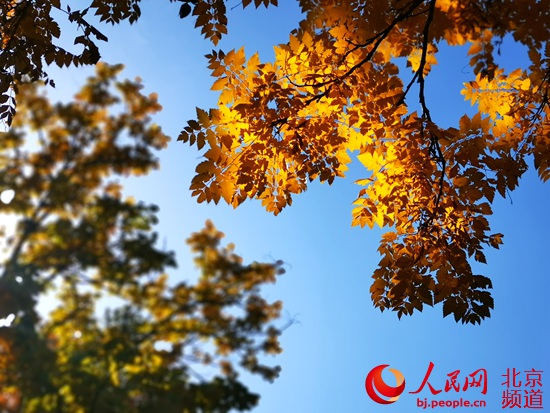 北京植物園秋色絢爛 秋葉最佳觀賞期持續到11月上旬