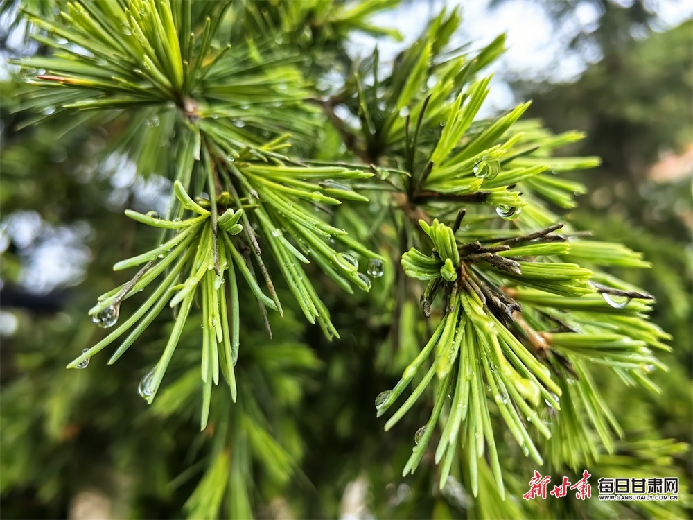 【文旅】甘肃舟曲：青山逶迤染翠色 云雾缭绕似桃源_fororder_5