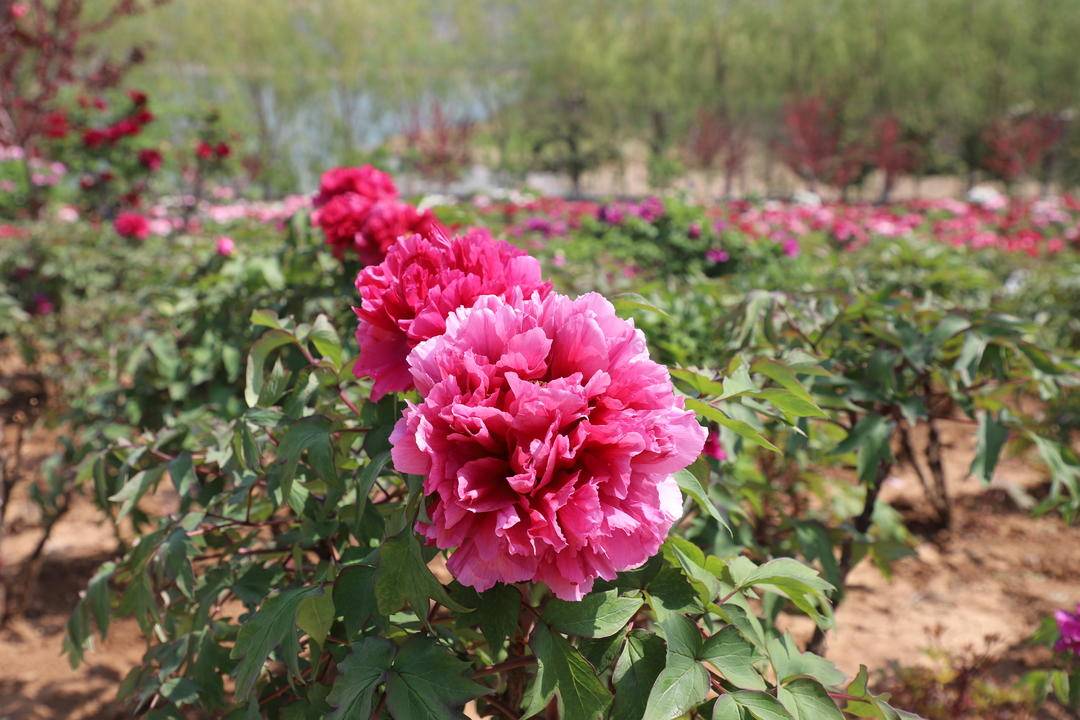 葫蘆島：牡丹花開，國色“添鄉”