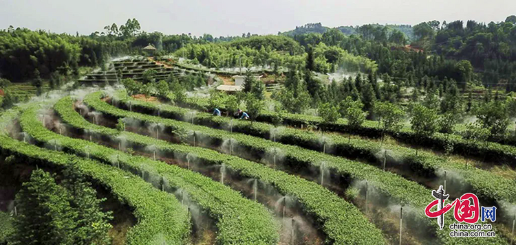 （轉載）瀘州納溪：數字賦能茶産業提質增效