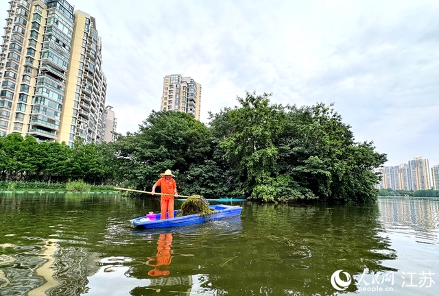 南京：城市“钢铁森林”间有座“生态鸟岛”