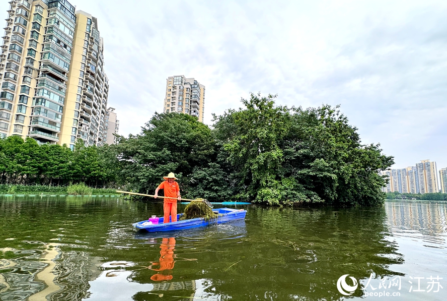 南京：城市“鋼鐵森林”間有座“生態鳥島”