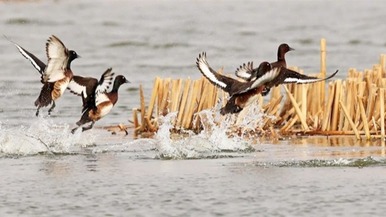  Fuxin: Green headed diving ducks are busy on the waves